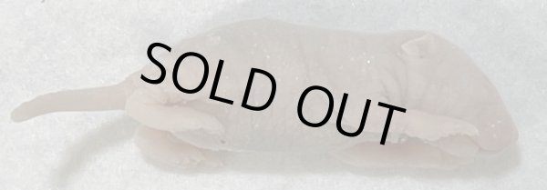 画像2:  ピンクマウスＬ　１０匹　富城　約４ｇ (2)