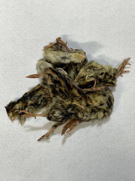 画像2: 【クリスマス＆年末キャンペーン！】 ヒナウズラ　５０羽　国産自社 (2)