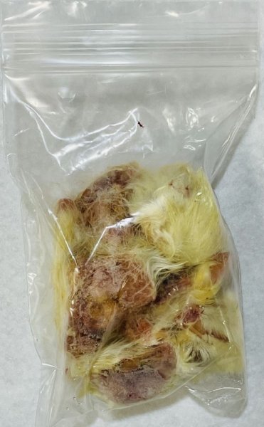 画像2: 【クリスマス＆年末キャンペーン！】 カットヒヨコ　１０羽分　国産自社生産（足、内臓、くちばし除去） (2)