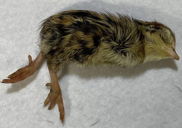 画像3: 【クリスマス＆年末キャンペーン！】 ヒナウズラ　５０羽　国産自社 (3)