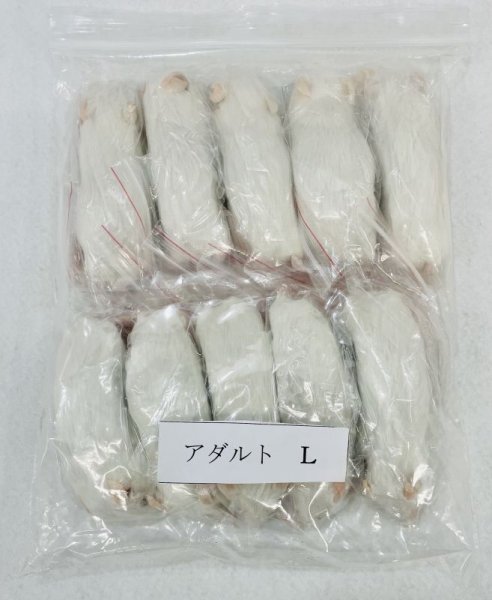 画像1: アダルトマウスＬ　１０匹　富城　約３０ｇ (1)