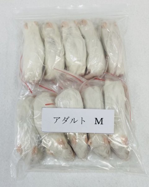 画像1: アダルトマウスＭ　１０匹　富城　約２０ｇ (1)