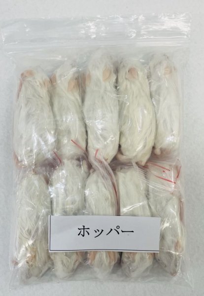 画像1: ホッパーマウス　１０匹　富城　約１５ｇ (1)