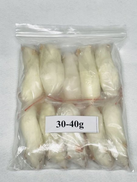 画像1: アダルトラットＸＳ　１０匹　富城　約３０ｇ〜４０g (1)