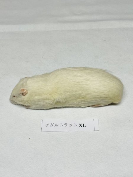 画像2: アダルトラットＸＬ　５匹　富城　約３００ｇ〜４００ｇ (2)