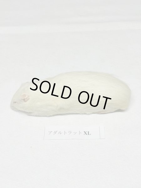 画像2: アダルトラットＸＬ　５匹　富城　約３００ｇ〜４００ｇ (2)