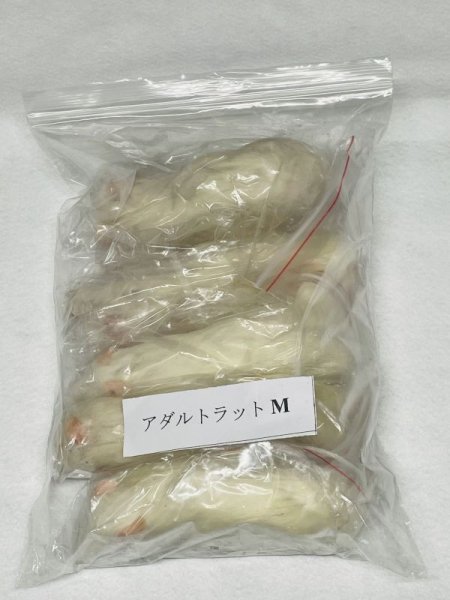 画像1: アダルトラットＭ　５匹　富城　１００ｇ〜１２０ｇ (1)