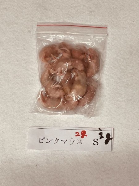 画像2: ピンクマウスＳ　１０匹　富城　約２ｇ (2)