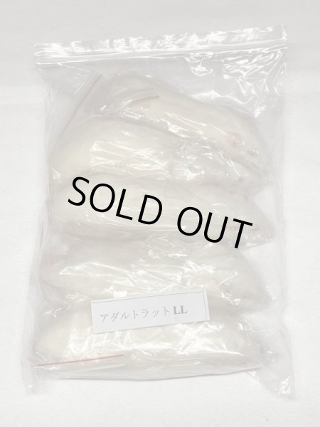 画像1: アダルトラットＬＬ　５匹　富城　約２４０ｇ〜２８０ｇ (1)