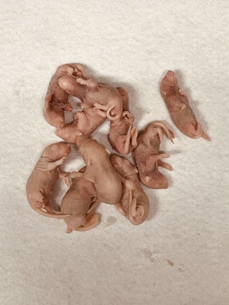 画像3: ピンクマウスＳ　１０匹　富城　約２ｇ (3)