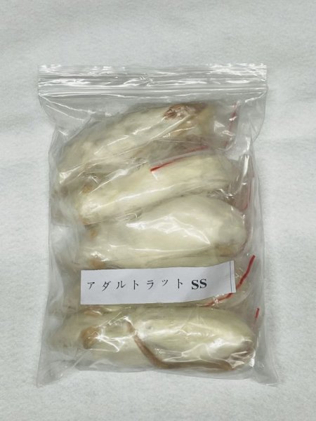 画像1: アダルトラットＳＳ　５匹　富城　約４０ｇ〜５０ｇ (1)