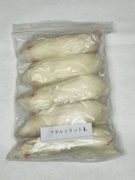 画像1: アダルトラットＬ　５匹　富城　約１８０ｇ〜２２０ｇ (1)