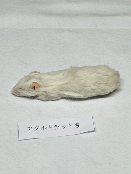 画像2: 【クリスマス＆年末キャンペーン！】 アダルトラットＳ　５匹　富城　約６０〜８０ｇ (2)