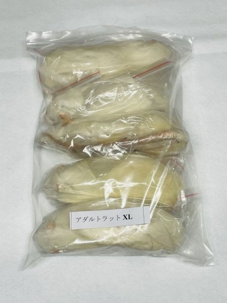 画像1: アダルトラットＸＬ　５匹　富城　約３００ｇ〜４００ｇ (1)