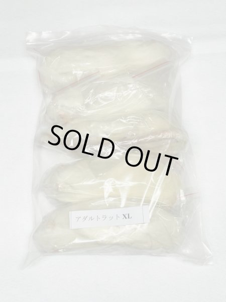 画像1: アダルトラットＸＬ　５匹　富城　約３００ｇ〜４００ｇ (1)