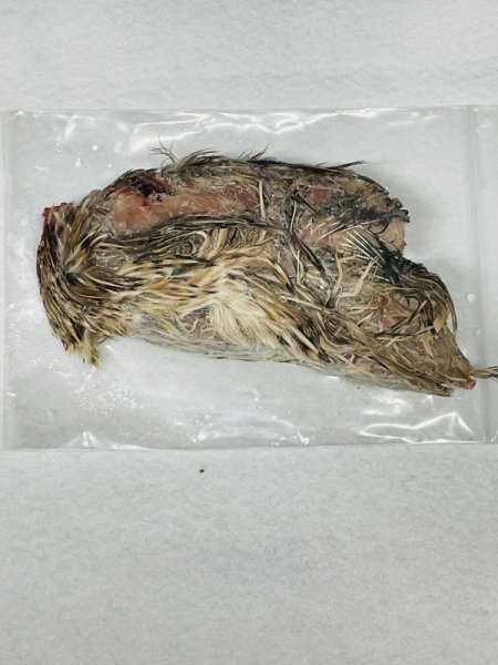 画像2: 【クリスマス＆年末キャンペーン！】親ウズラ　５羽（処理済み内臓抜き）　国産自社 (2)