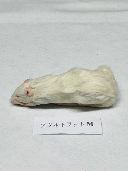 画像2: 【クリスマス＆年末キャンペーン！】 アダルトラットＭ　５匹　富城　１００ｇ〜１２０ｇ (2)