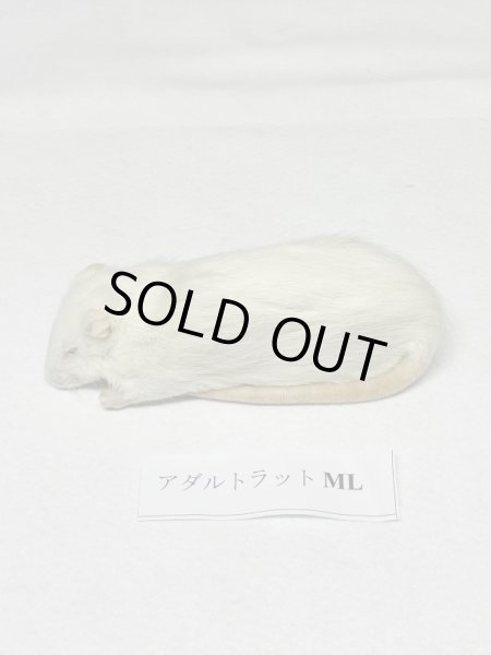 画像2: アダルトラットＭＬ　５匹　富城１４０ｇ〜１６０ｇ (2)