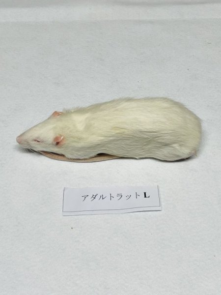 画像2: アダルトラットL 5匹 富城 約180g〜220g (2)
