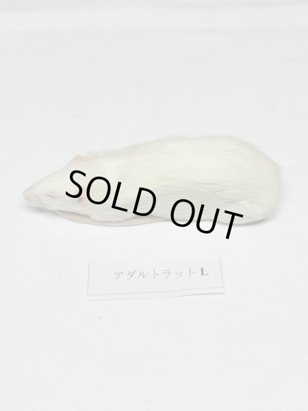 画像2: アダルトラットＬ　５匹　富城　約１８０ｇ〜２２０ｇ (2)