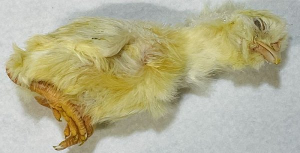 画像2: 【クリスマス＆年末キャンペーン！】+生活応援キャンペーン：初生ヒヨコ１０羽　国産自社生産 (2)