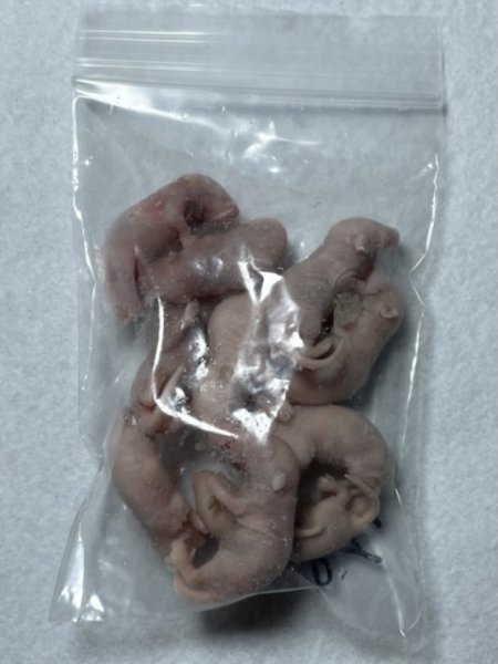 画像2: ピンクマウスS 10匹 国産自社 2g (2)