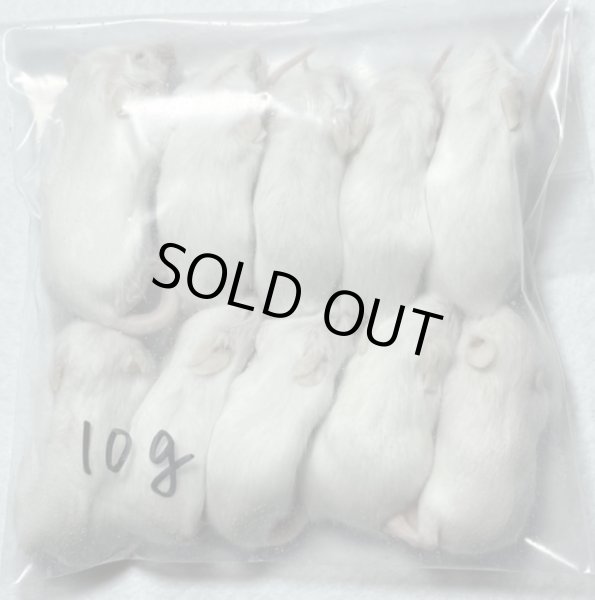 画像1: ファジーマウス　１０匹　国産自社　１０ｇ (1)