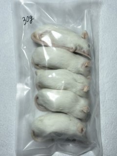 PAPA☆mick 猛禽類爬虫類　餌　230＋α 冷凍 マウス 餌 エサ 50匹 アダルトマウスM フクロウ 猛禽類