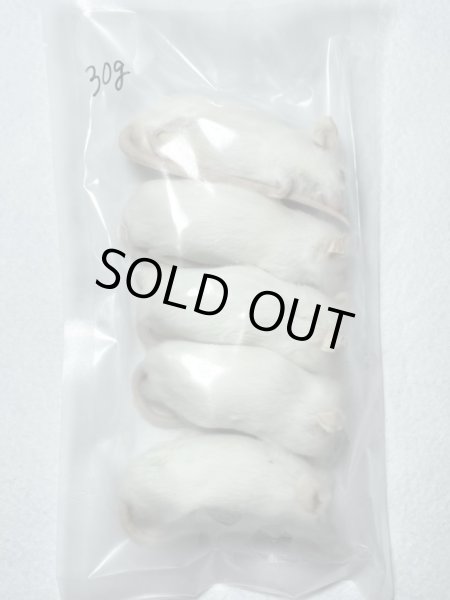 画像1:  アダルトマウスＬ　１０匹　国産自社　３０ｇ (1)
