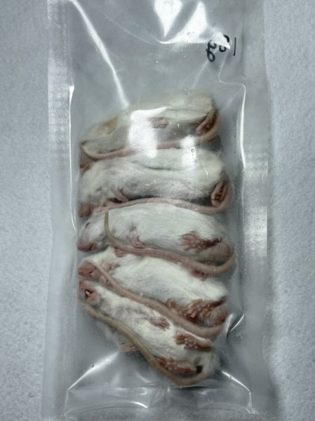 画像2: ホッパーマウス　１０匹　国産自社　１８ｇ (2)