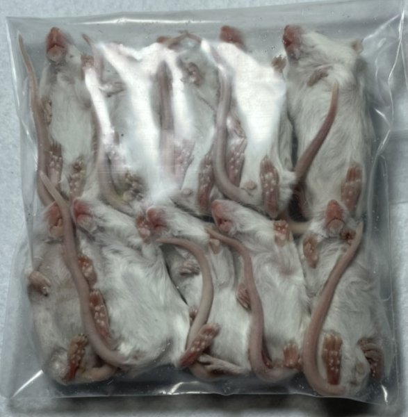 画像2: 【クリスマス＆年末キャンペーン！】ファジーマウス　１０匹　国産自社　１０ｇ (2)