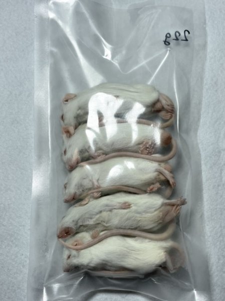 画像2: アダルトマウスM 10匹 国産自社 22g (2)