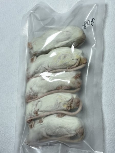 画像2: 【クリスマス＆年末キャンペーン！】 アダルトマウスＬ　１０匹　国産自社　３０ｇ (2)