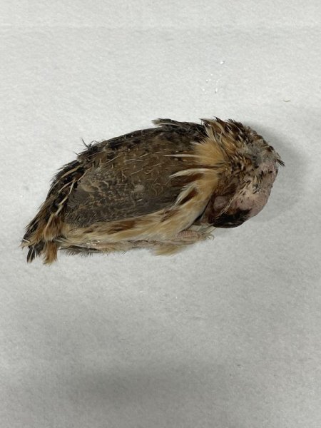 画像2: 【クリスマス＆年末キャンペーン！】親ウズラ　未処理　５羽　国産自社 (2)