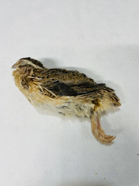 画像2: フランスウズラ（ヤング）　１羽　未処理　国産自社 (2)